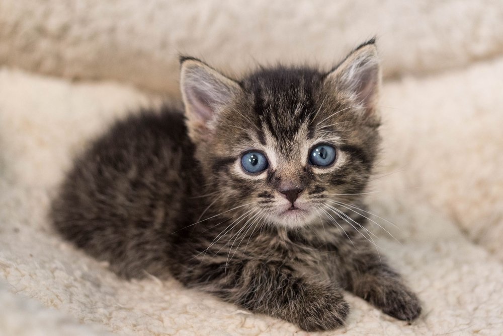 kitten.jpg