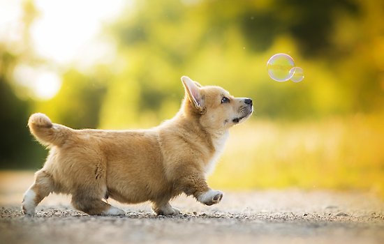 puppy.jpg